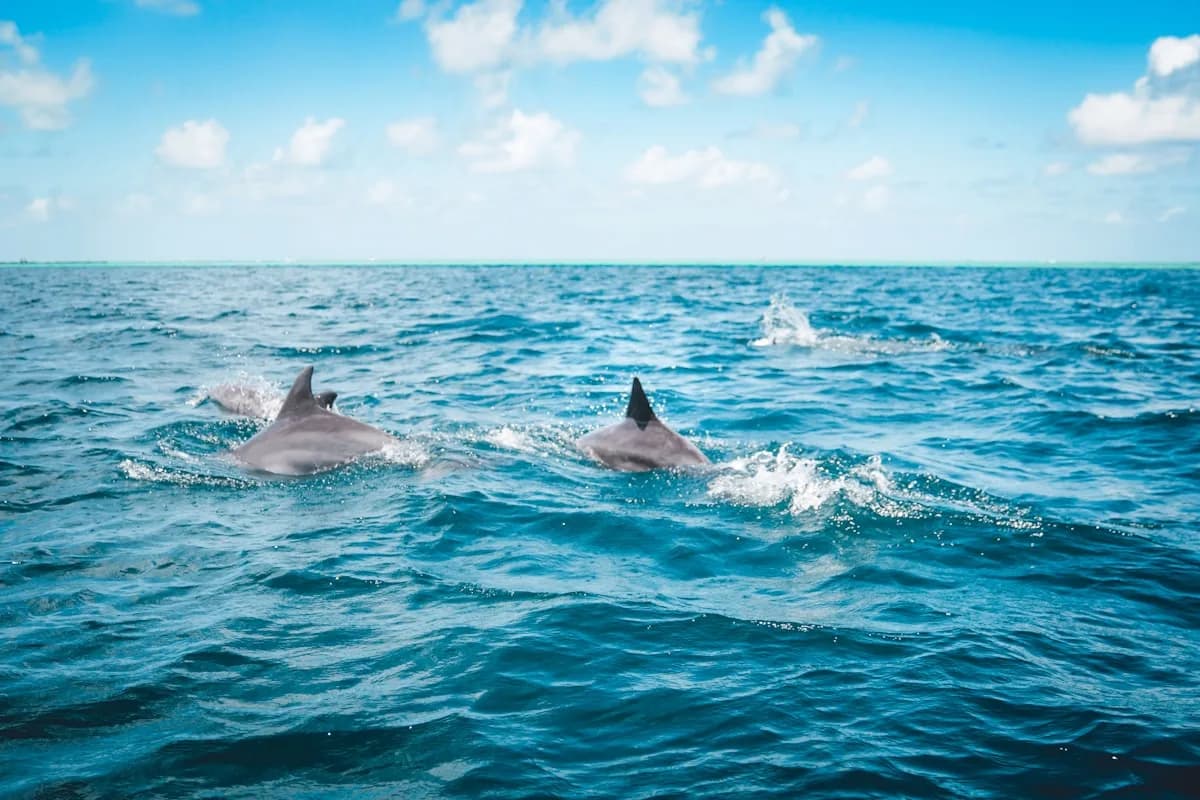 Boat tour along the South Florida coast near Hillsboro Inlet